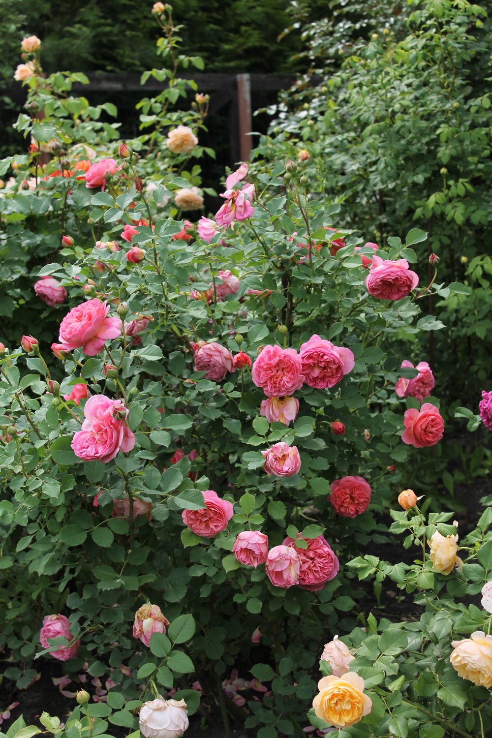 Rosa 'Boscobel'