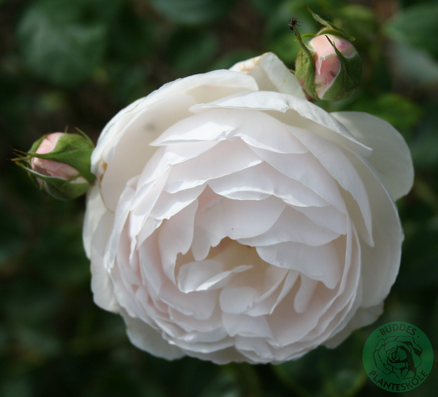 Rosa 'Desdemona'