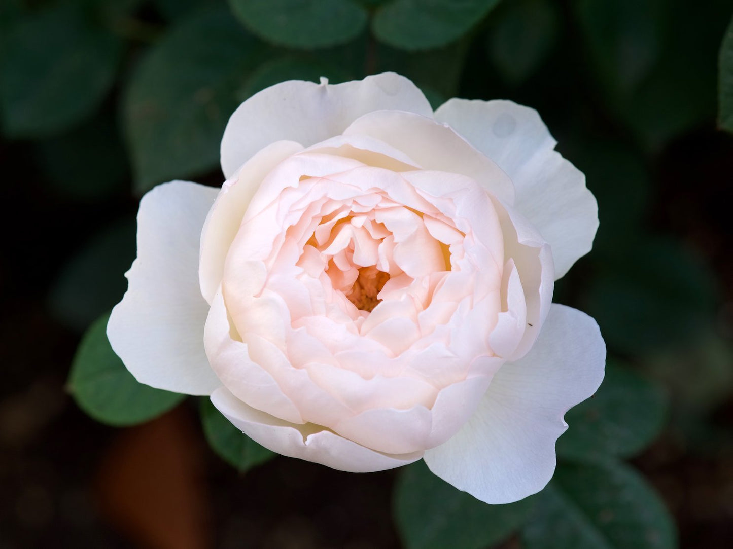 Rosa 'Desdemona'