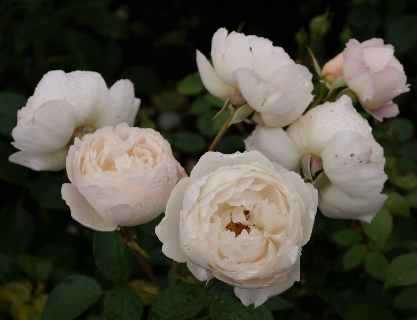 Rosa 'Desdemona'