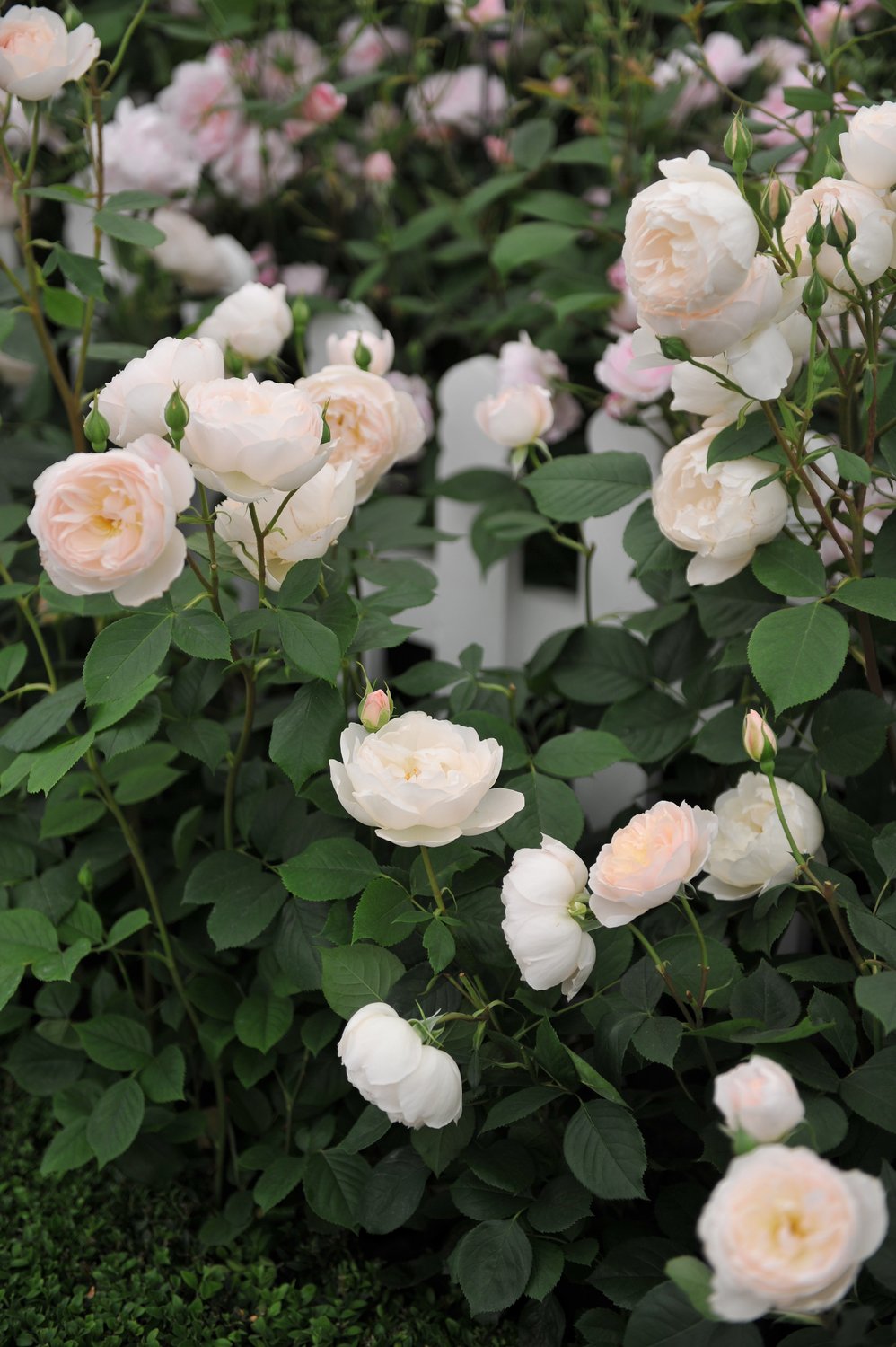 Rosa 'Desdemona'