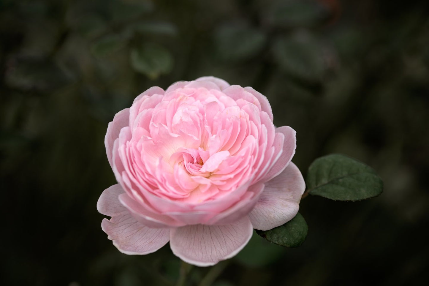 Rosa 'Queen of Sweden'