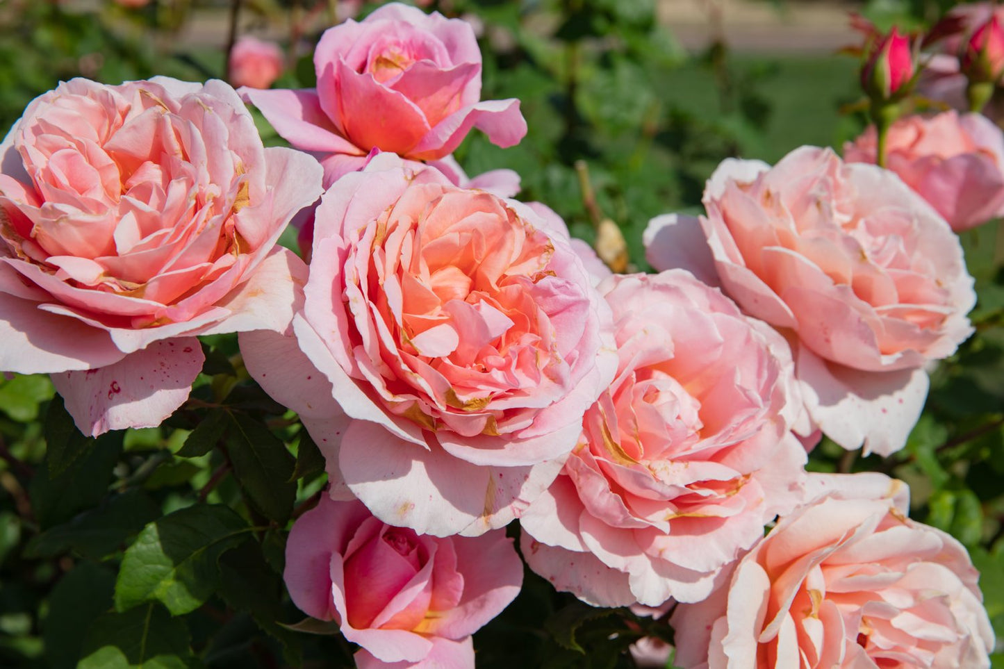 Rosa 'Queen of Sweden'
