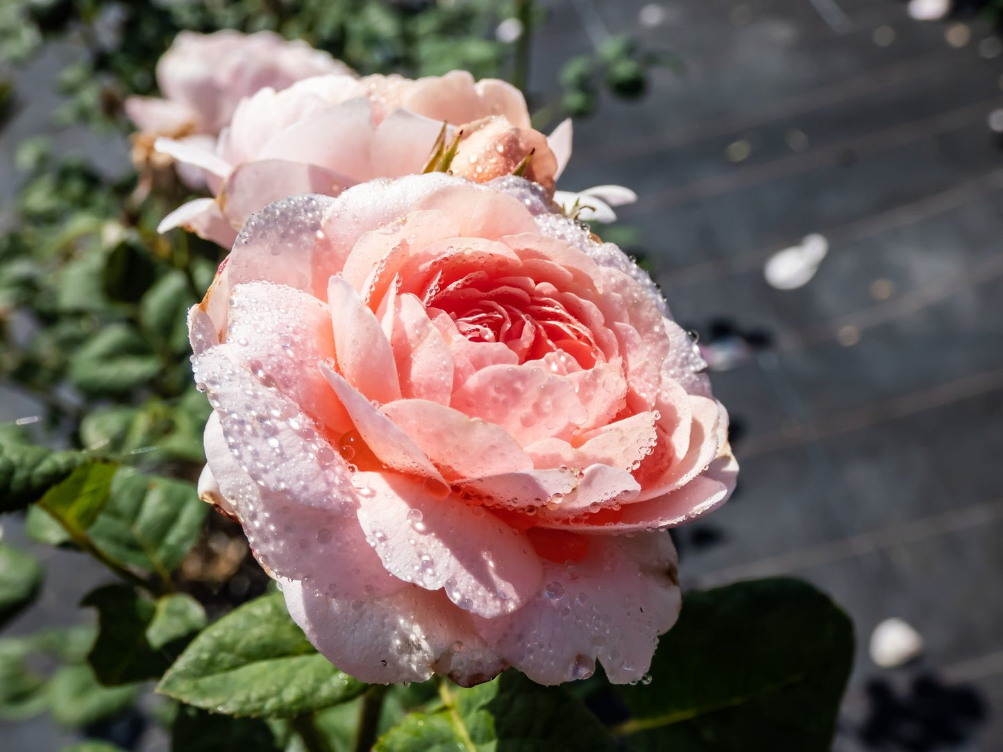Rosa 'Queen of Sweden'