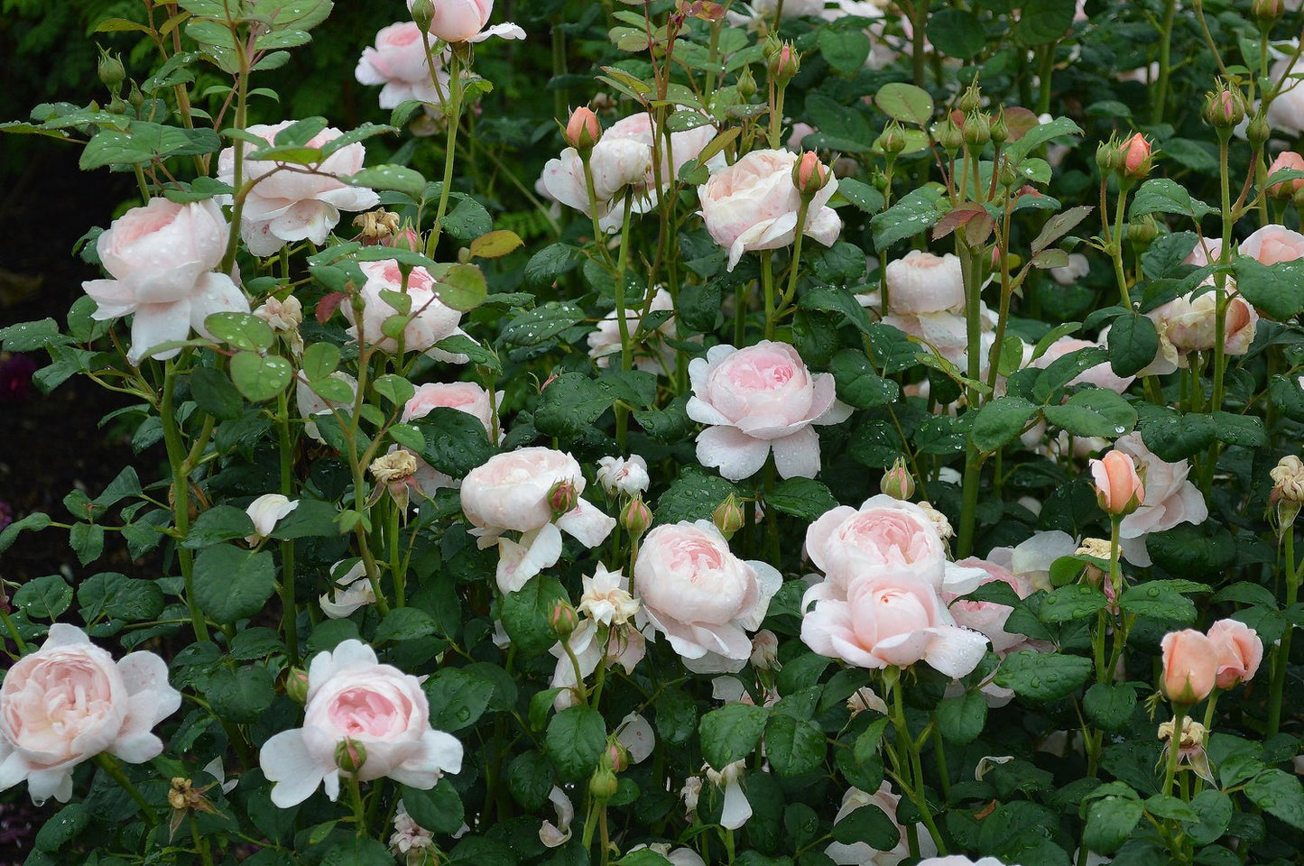 Rosa 'Queen of Sweden'