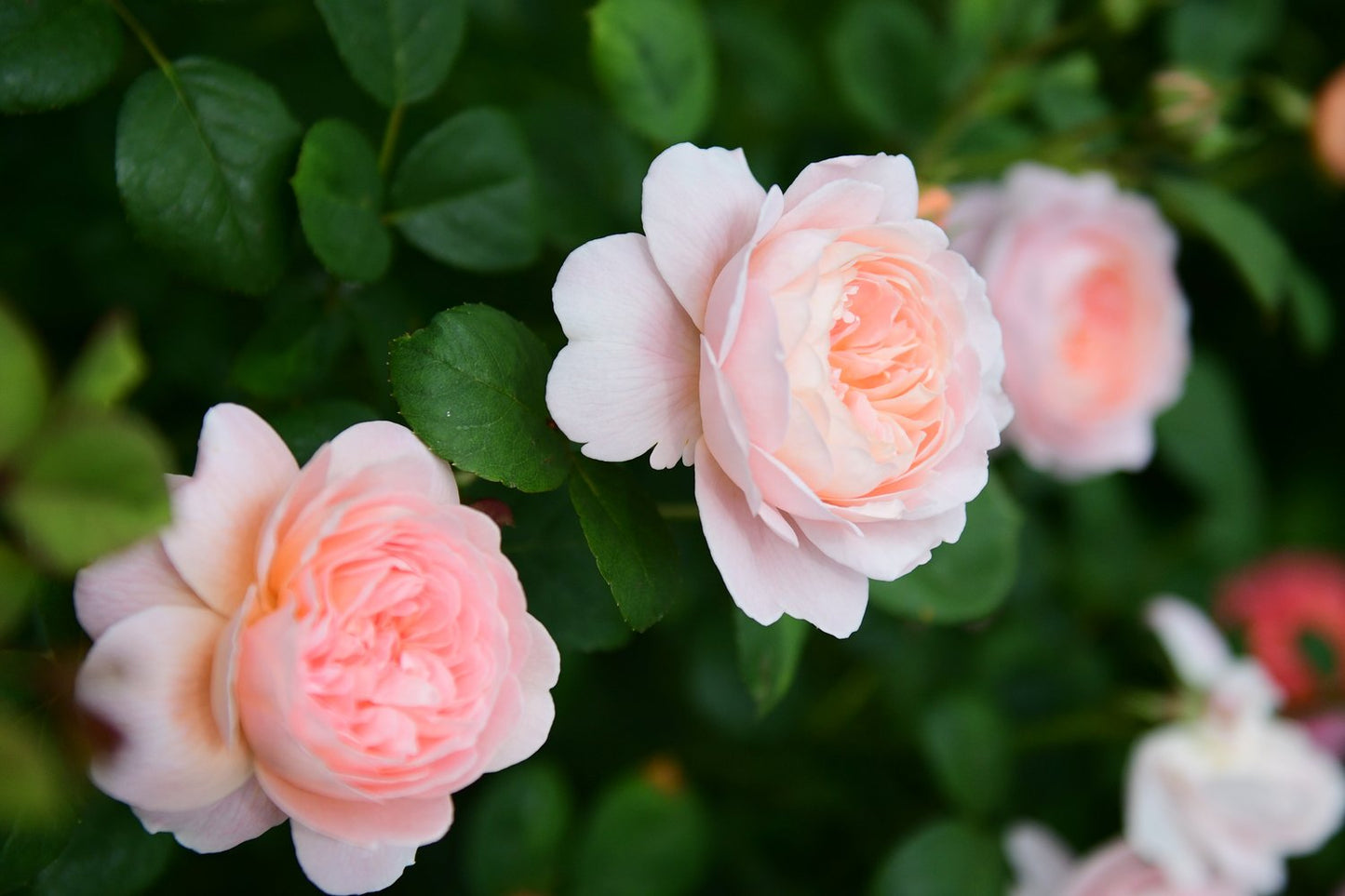 Rosa 'Queen of Sweden'