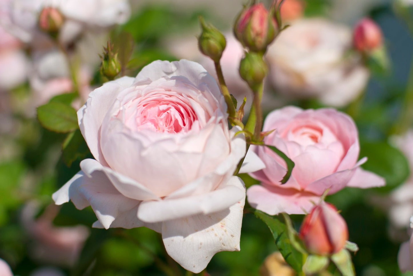 Rosa 'Queen of Sweden'