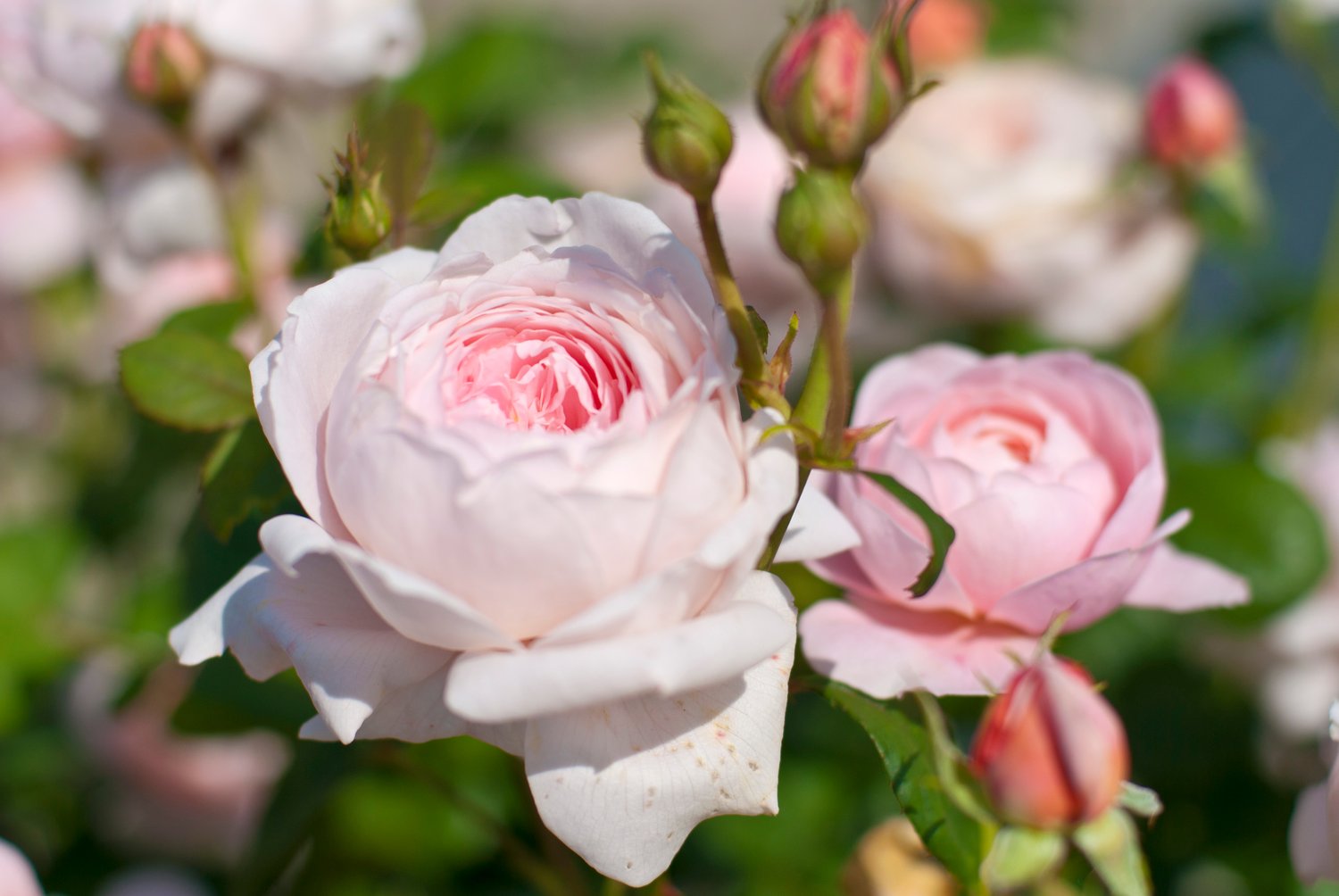 Rosa 'Queen of Sweden'