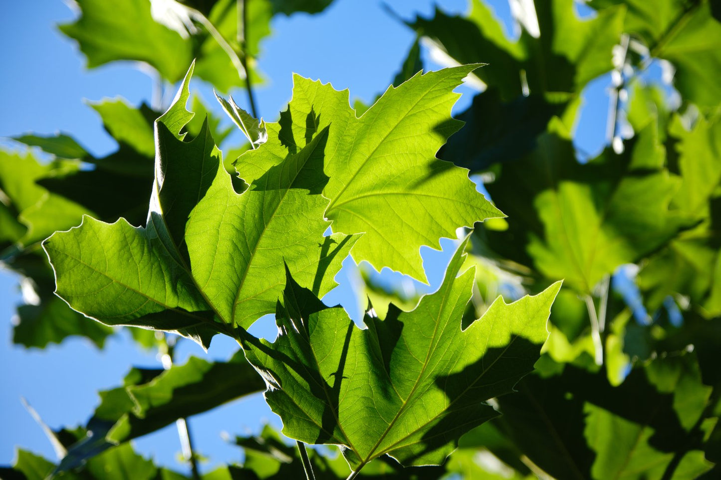 Platanus × hispanica, Utr. 150-200