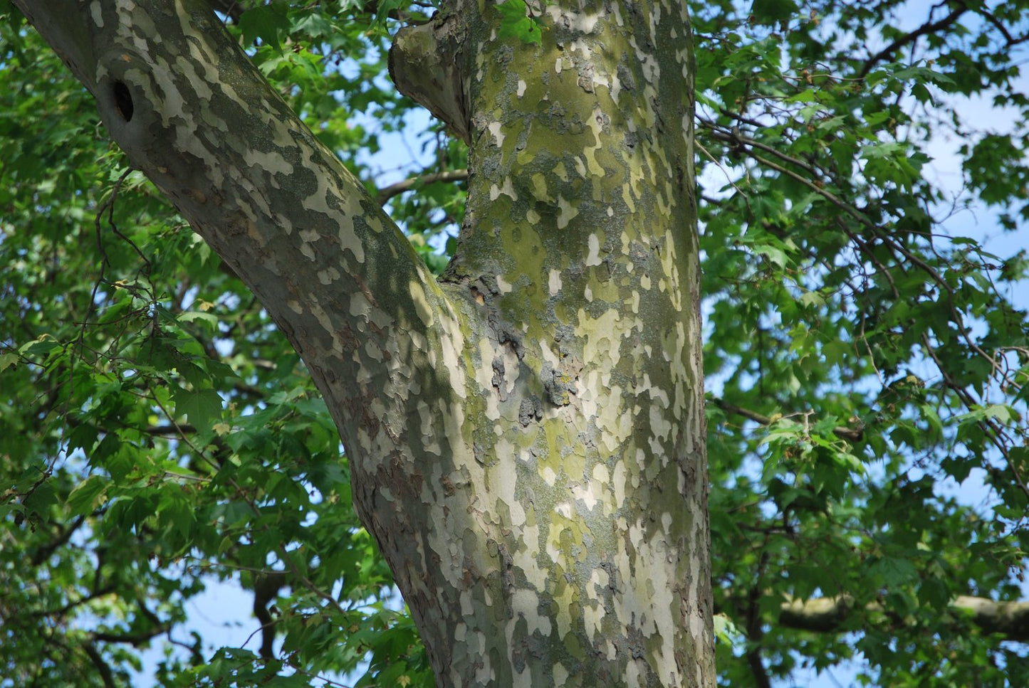 Platanus × hispanica, Utr. 150-200