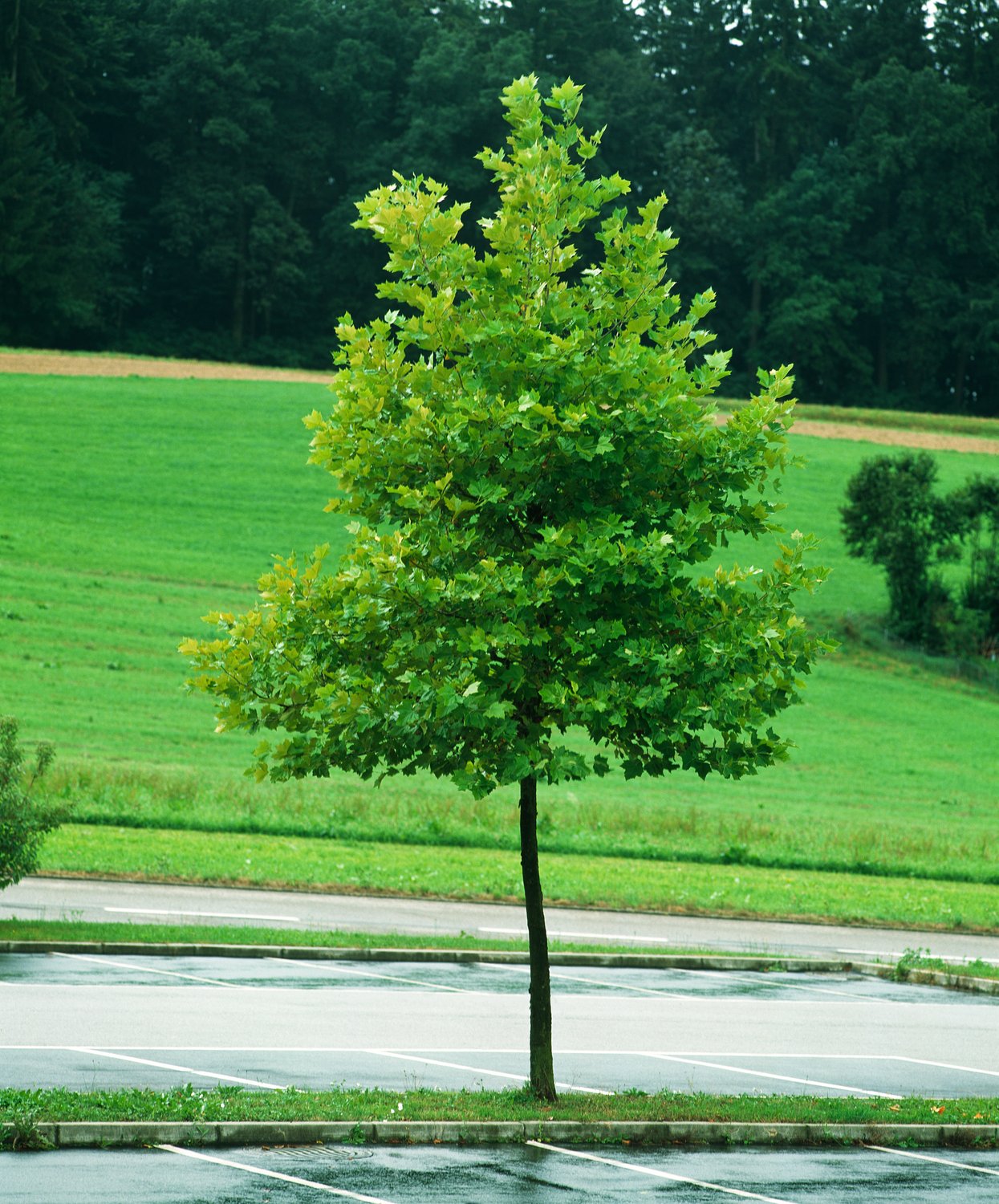 Platanus × hispanica, Utr. 150-200