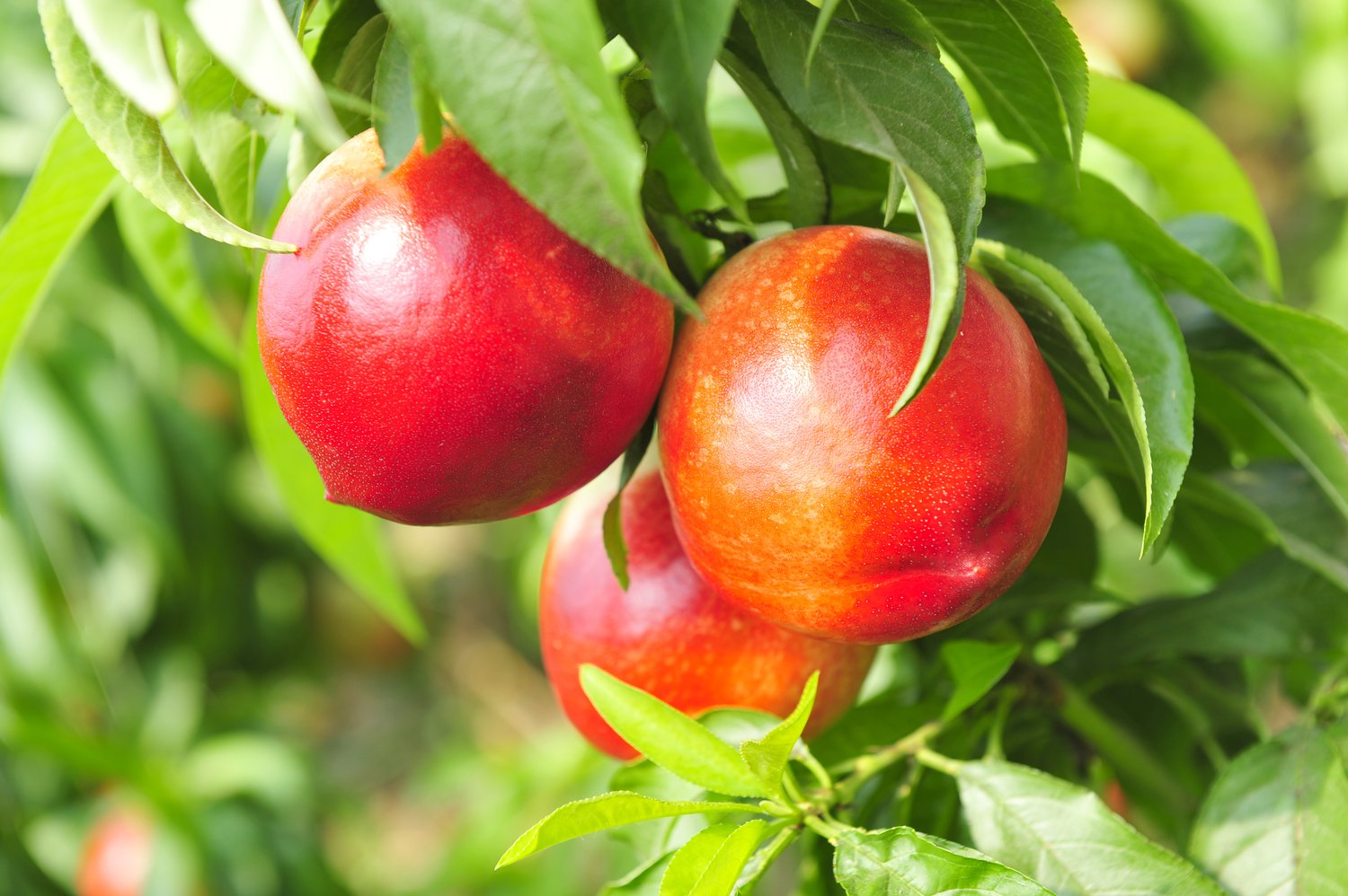 Prunus persica var. nucipersica 'Madame Blanchet', (nektarin)