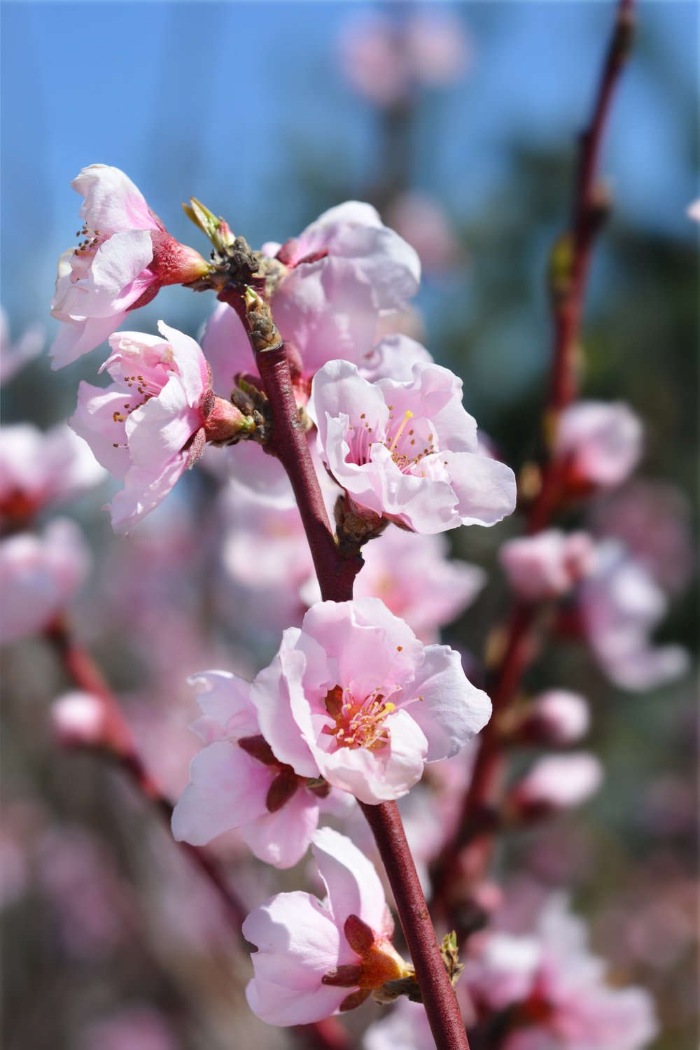 Prunus persica var. nucipersica 'Madame Blanchet', (nektarin)