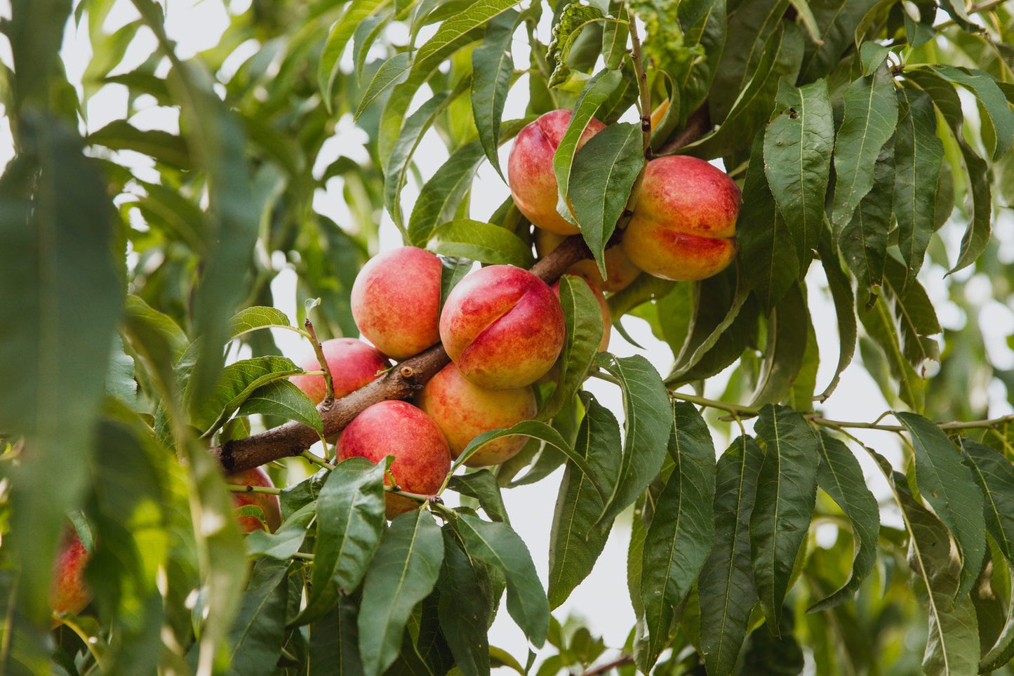 Prunus persica var. nucipersica 'Madame Blanchet', (nektarin)