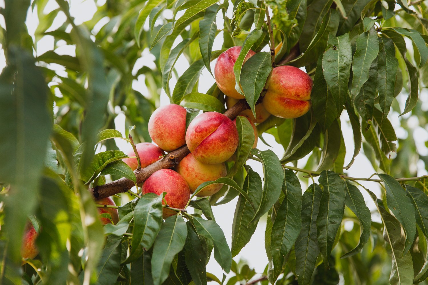 Prunus persica var. nucipersica 'Madame Blanchet', (nektarin)