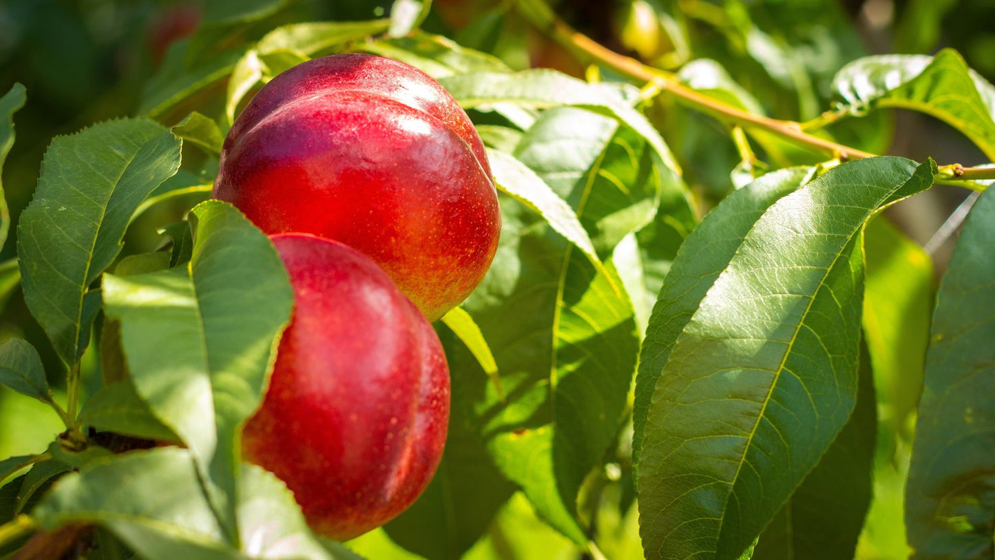 Prunus persica var. nucipersica 'Madame Blanchet', (nektarin)