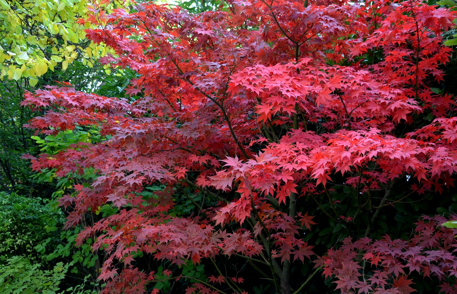 Acer palmatum 'Bloodgood', sol 100-125 cm, co/kl