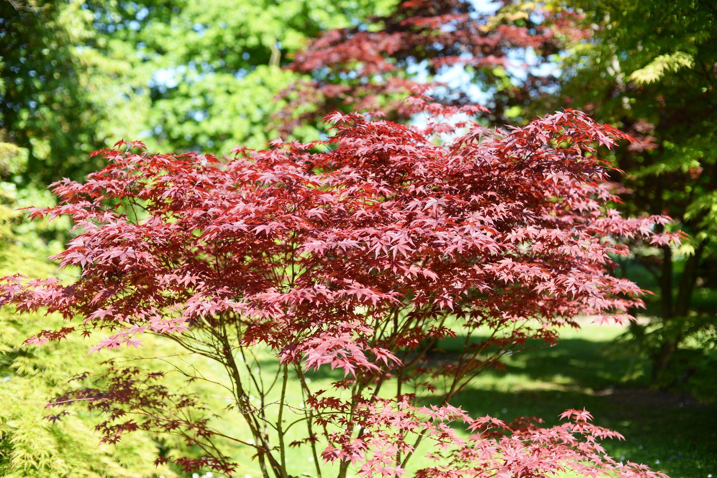 Acer palmatum 'Bloodgood', sol 100-125 cm, co/kl
