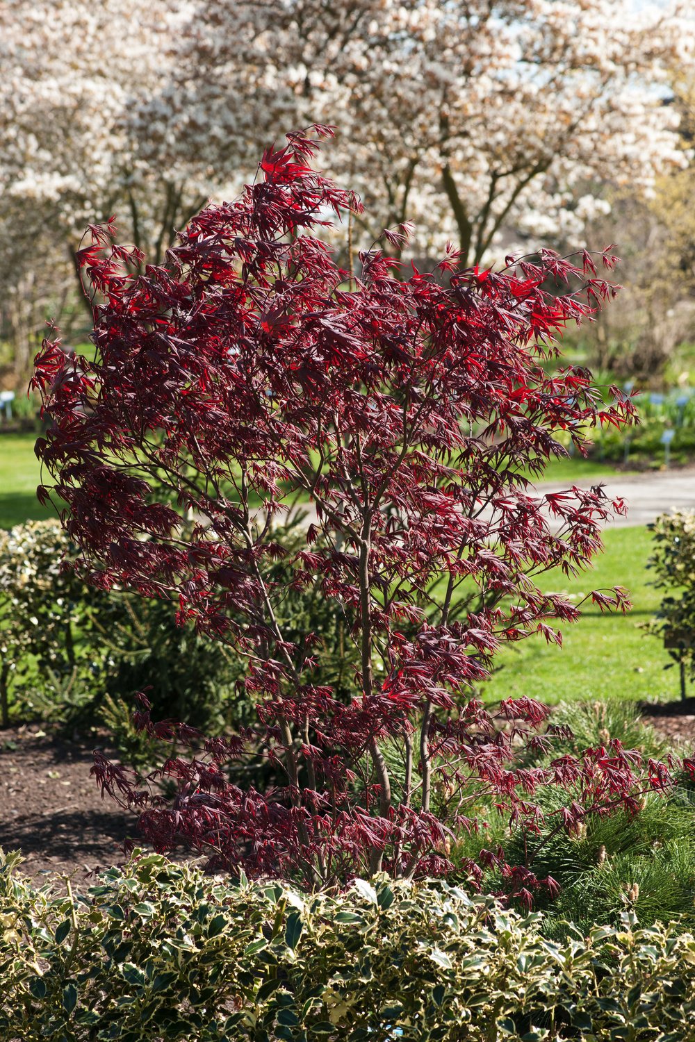 Acer palmatum 'Bloodgood', sol 100-125 cm, co/kl