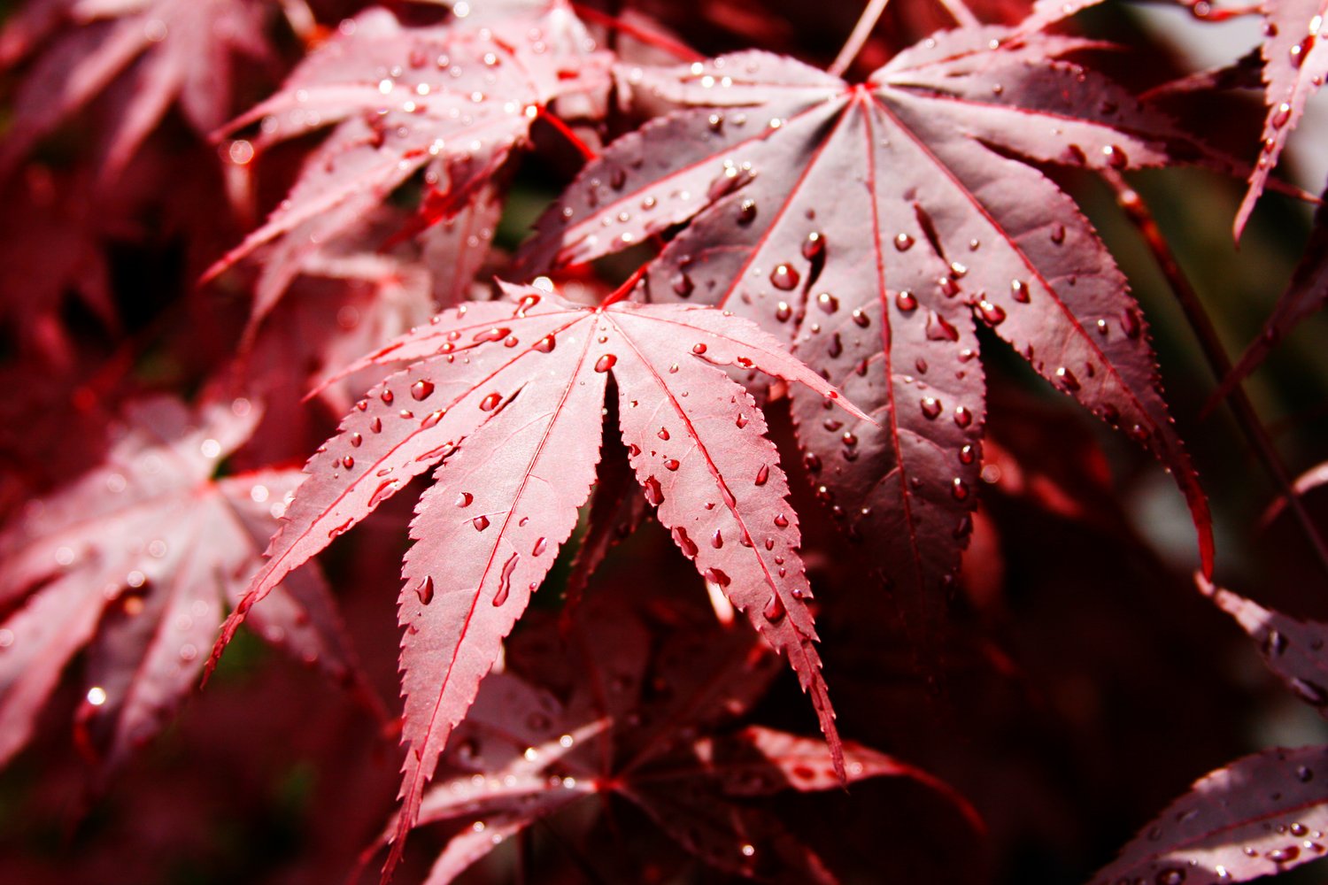 Acer palmatum 'Bloodgood', sol 100-125 cm, co/kl