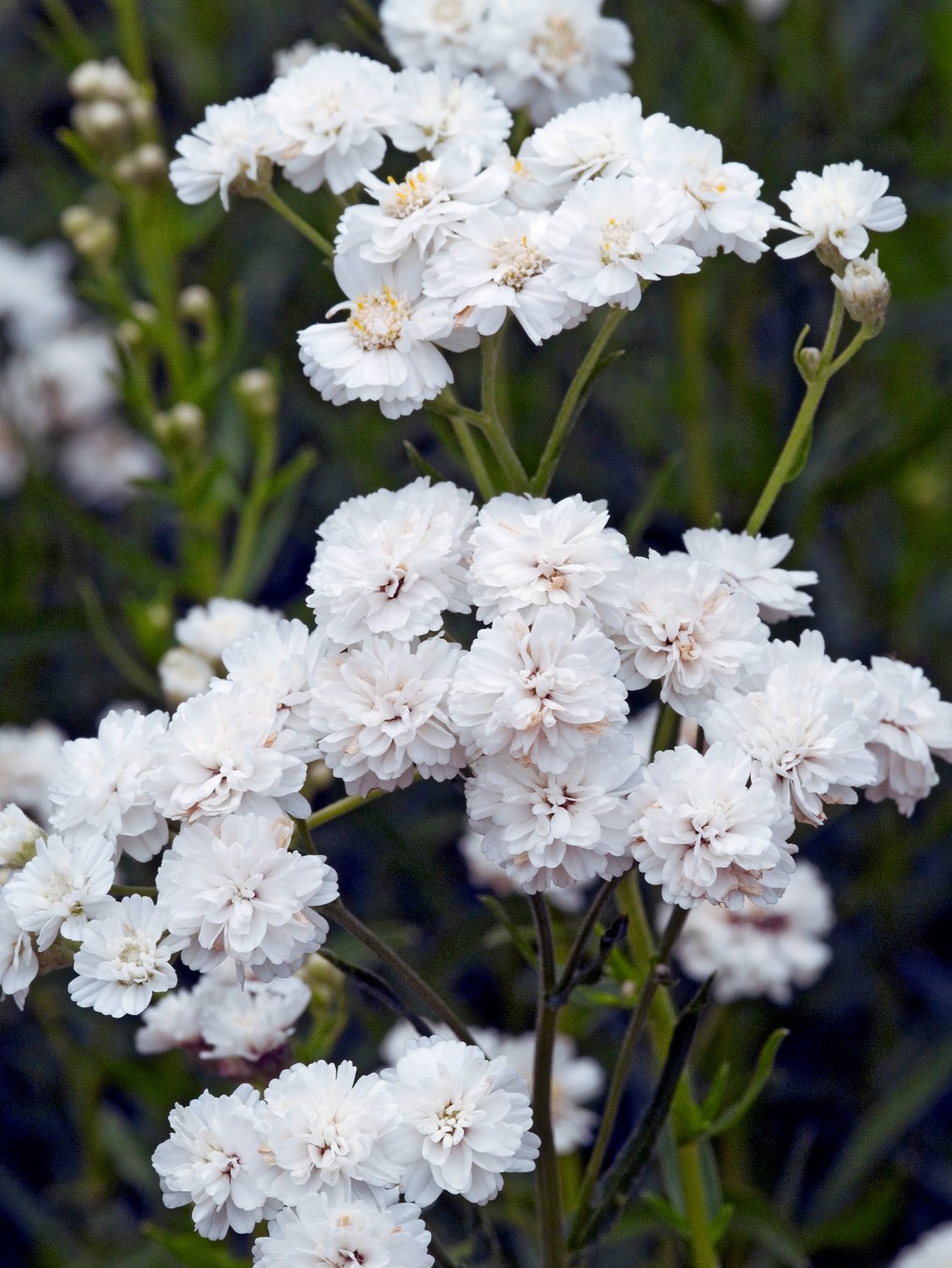 Achillea ptarmica 'The Pearl'