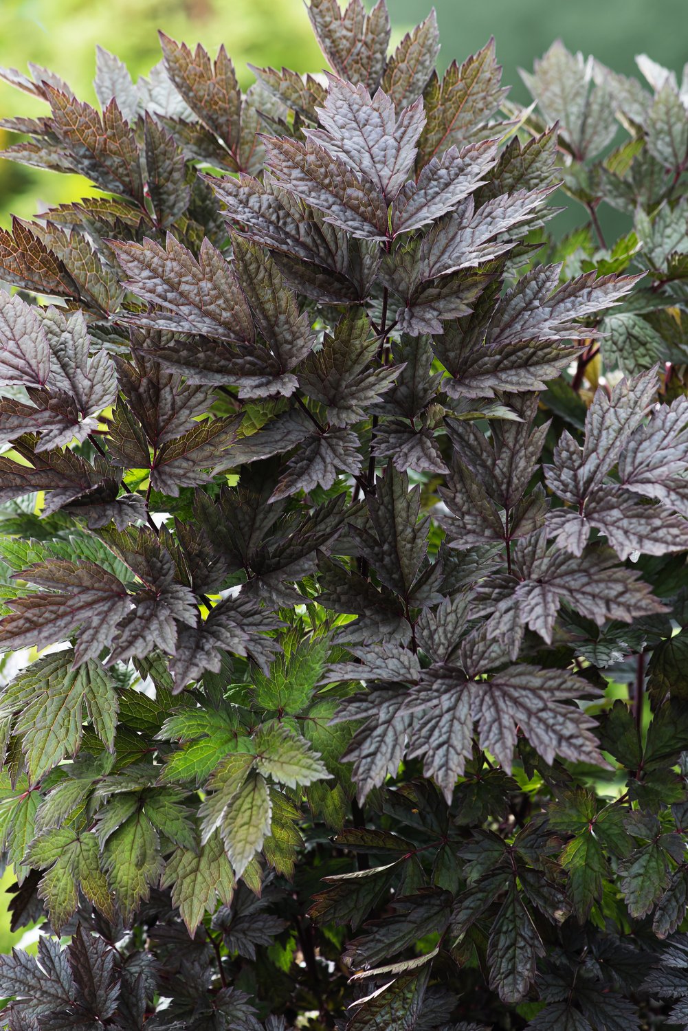 Actaea simplex 'Brunette'