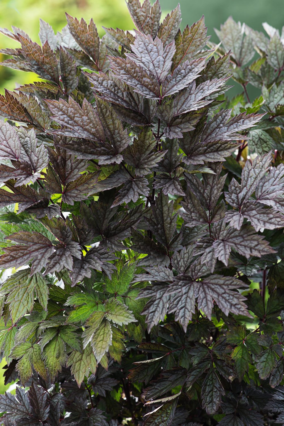 Actaea simplex 'Brunette'