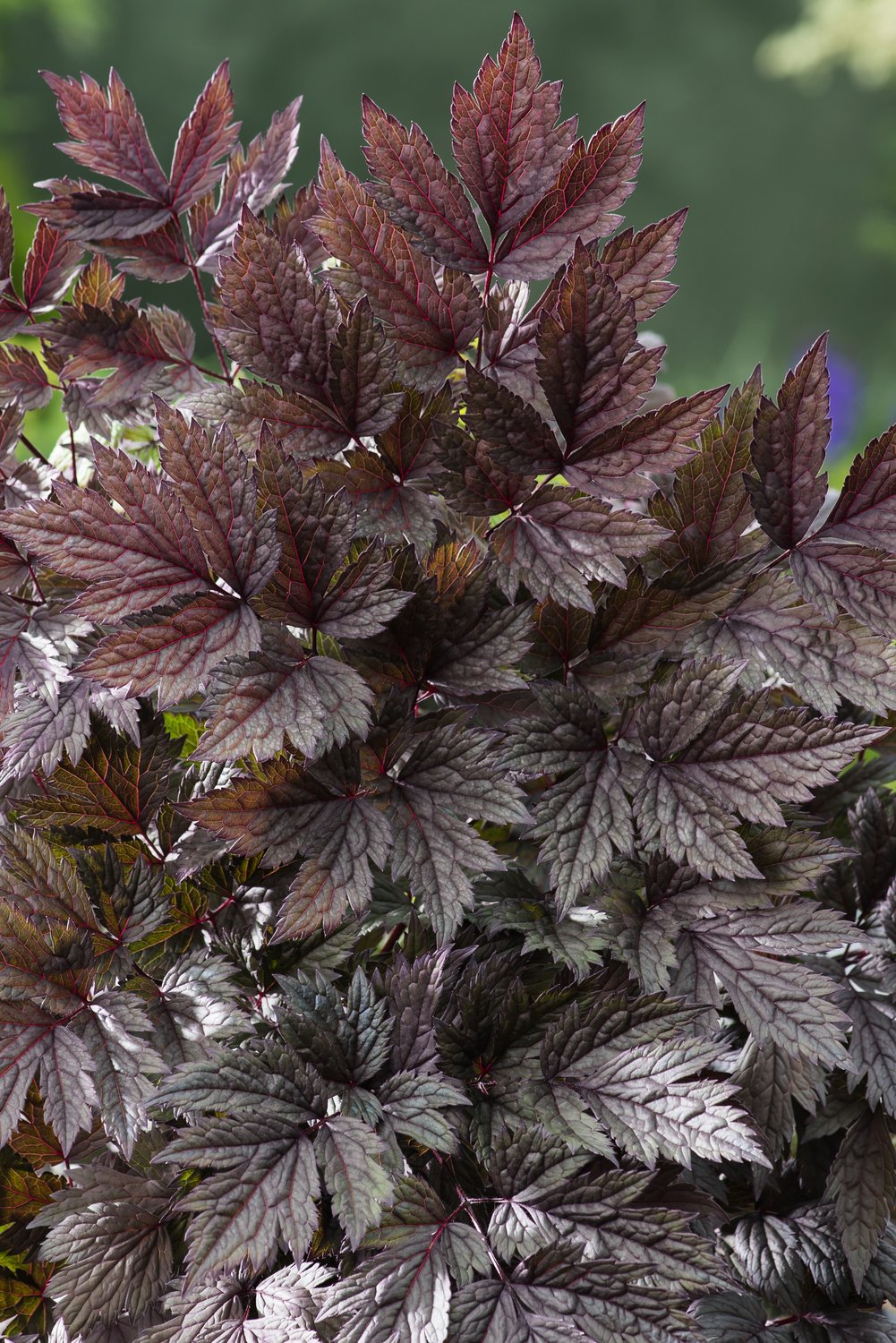 Actaea simplex 'Pink Spike'