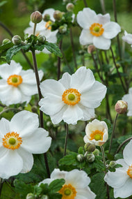 Anemone hybrida 'Honorine Jobert'