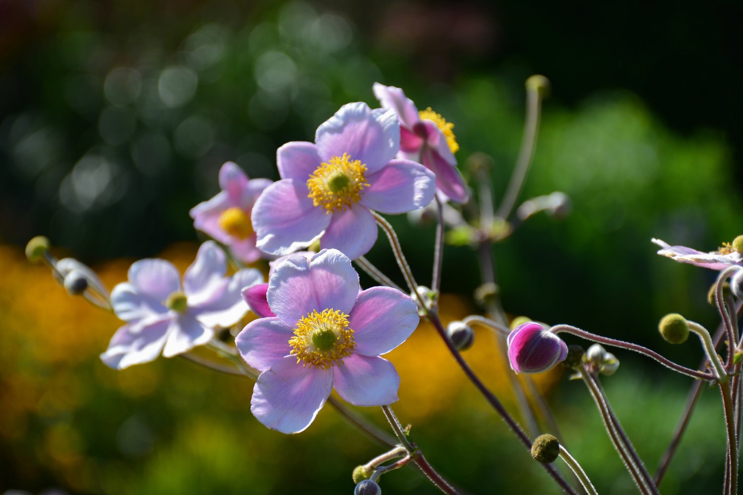Anemone tomentosa 'Robustissima'
