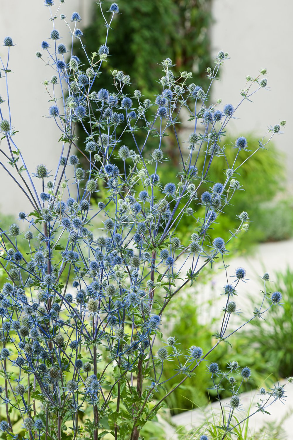 Eryngium planum