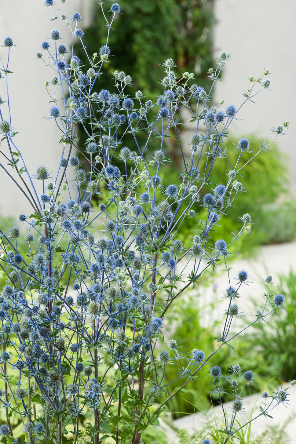 Eryngium planum