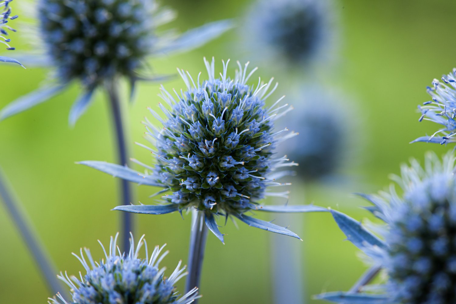 Eryngium planum