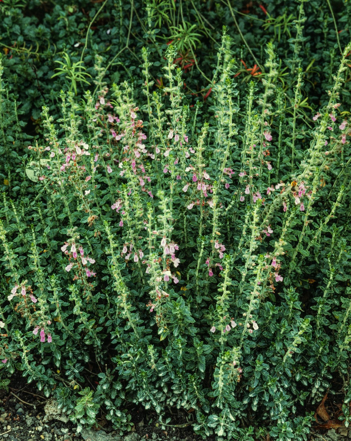 Teucrium lucidrys
