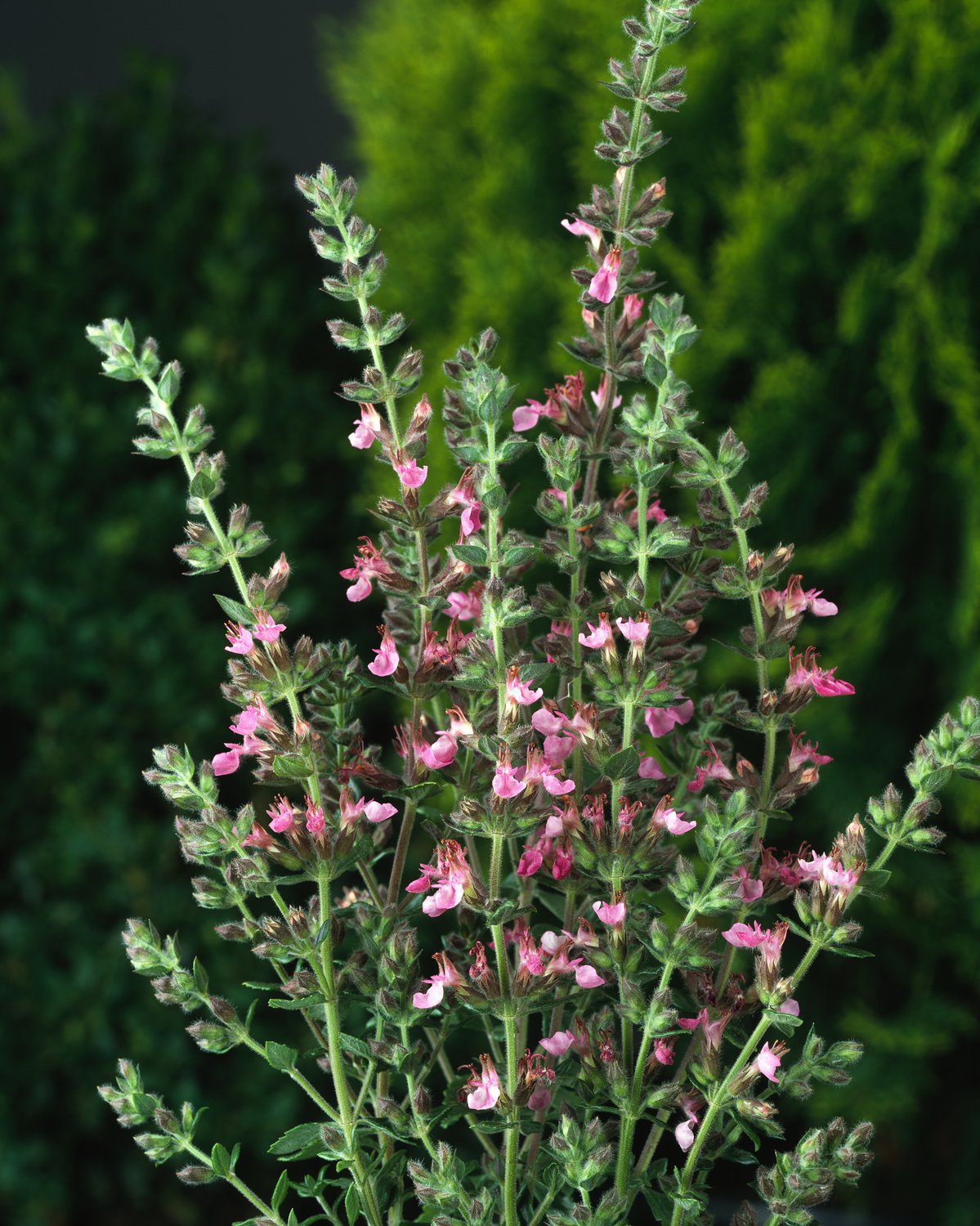 Teucrium lucidrys