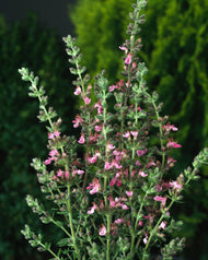 Teucrium lucidrys