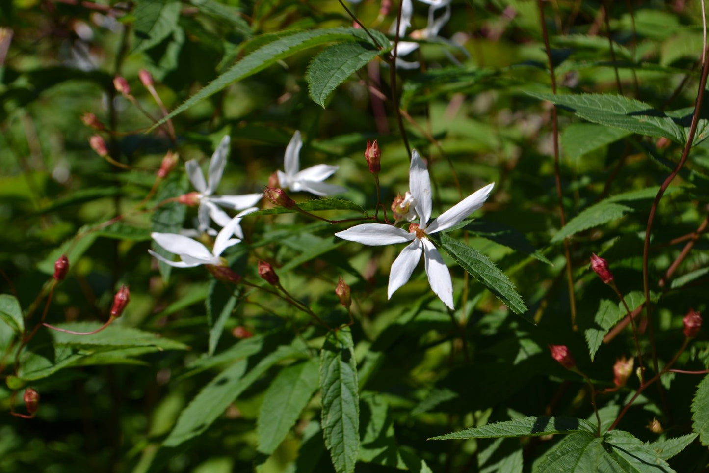 Gillenia trifoliata