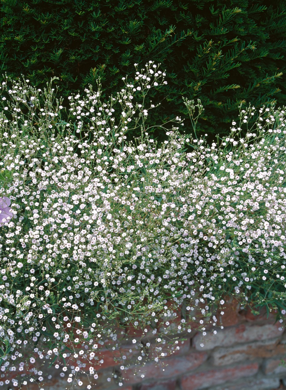 Gypsophila paniculata