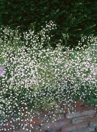 Gypsophila paniculata
