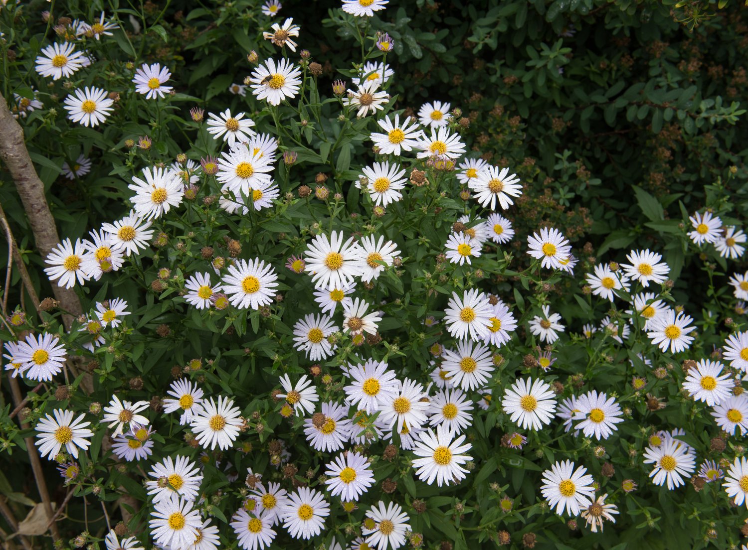 Kalimeris incisa 'Madiva'
