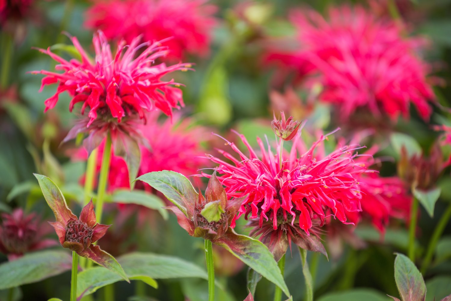 Monarda 'Bee-Happy'