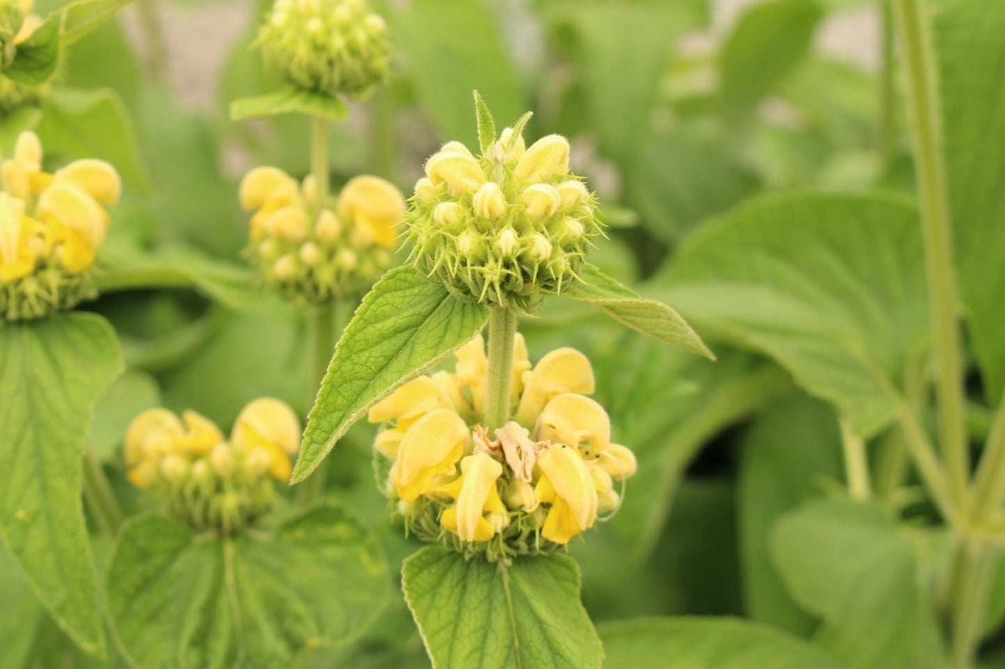 Phlomis russeliana