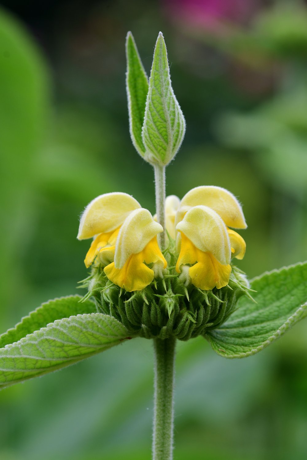 Phlomis russeliana