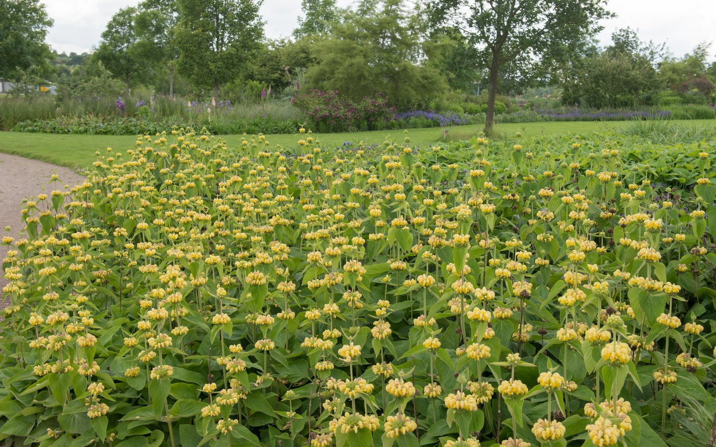 Phlomis russeliana
