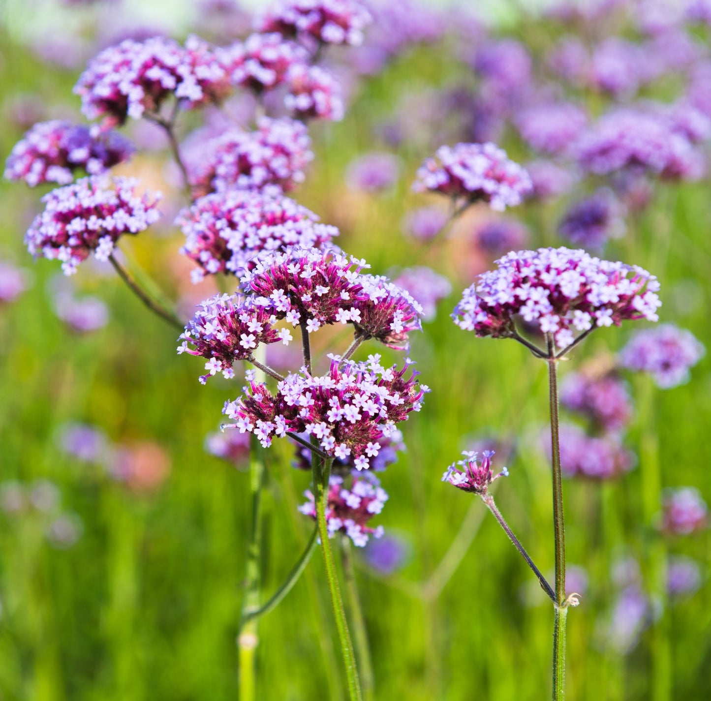 Verbena bonariensis