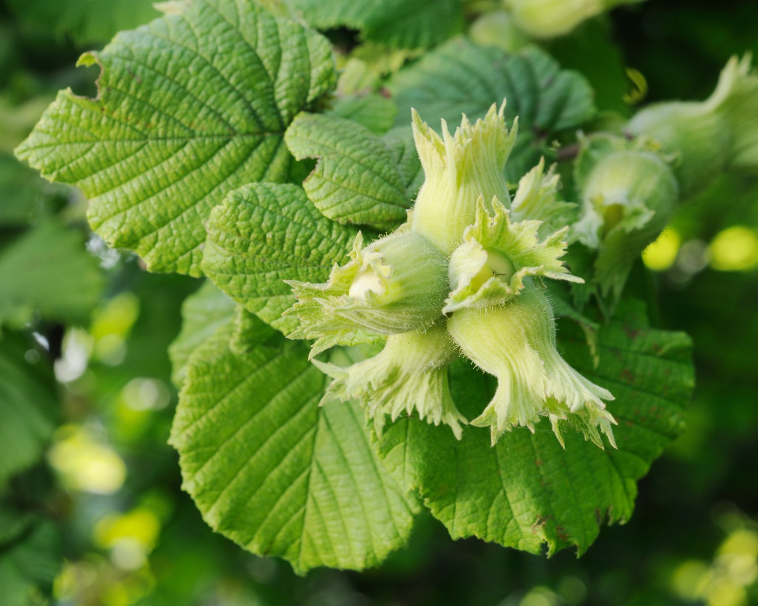 Corylus 'Webb's Prize Cob'