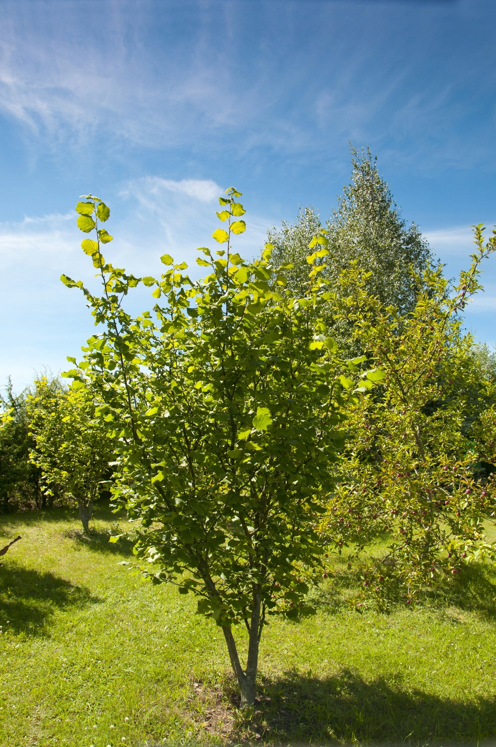 Corylus 'Webb's Prize Cob'