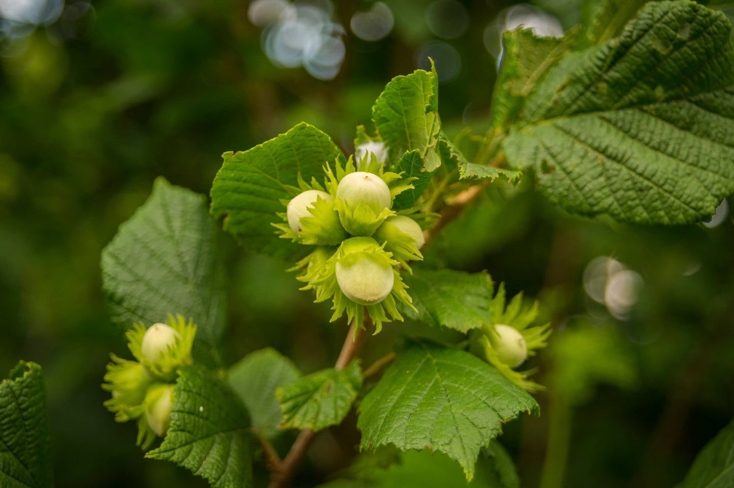 Corylus 'Webb's Prize Cob'