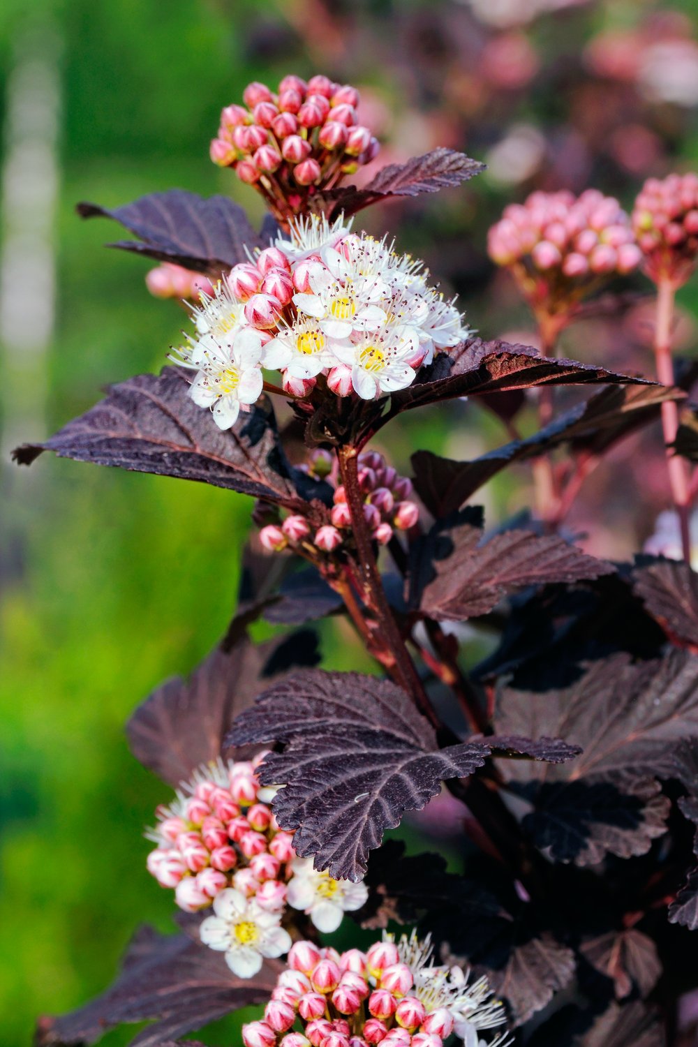 Physocarpus opulifolius Tiny Wine