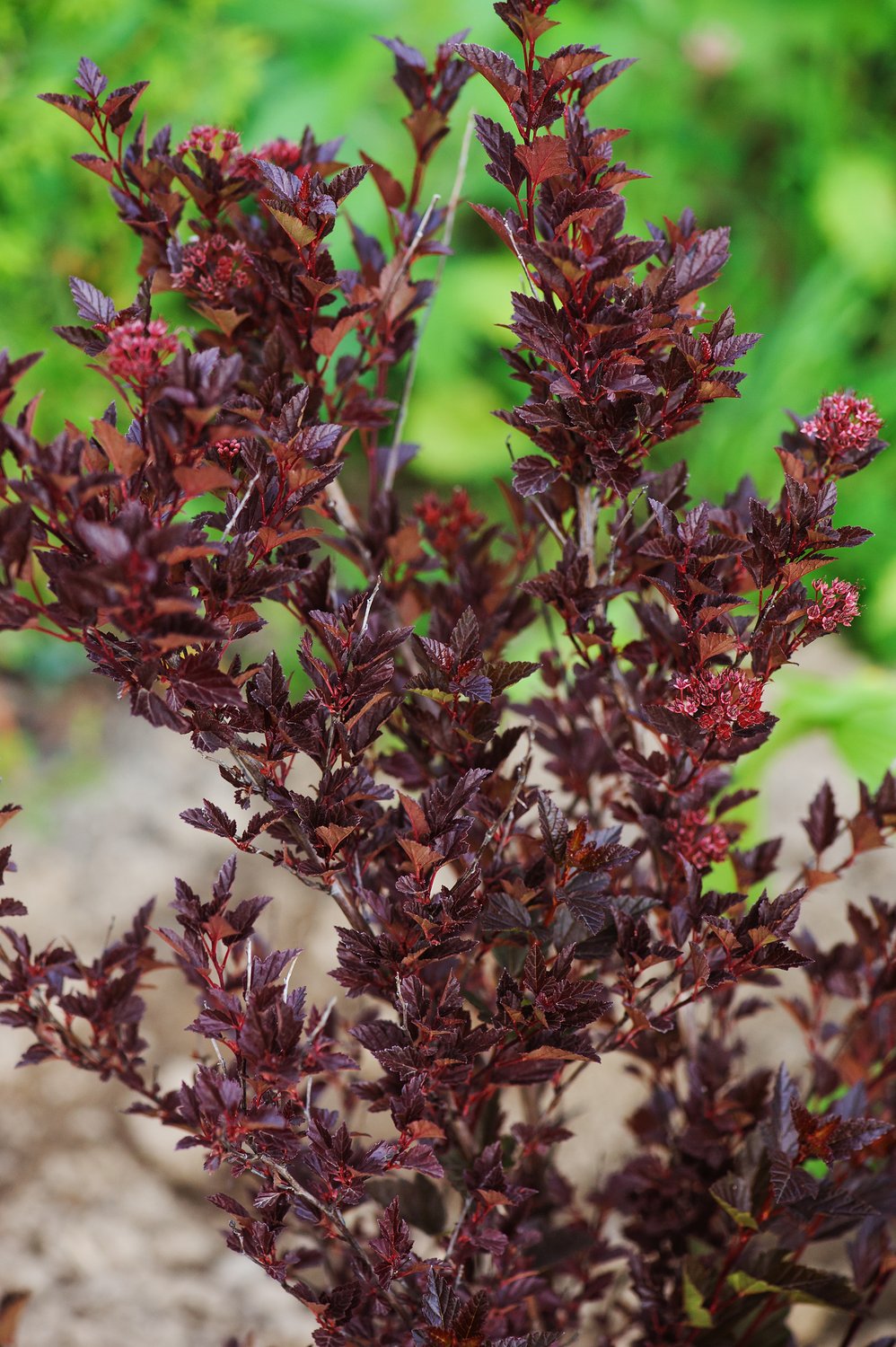 Physocarpus opulifolius Tiny Wine